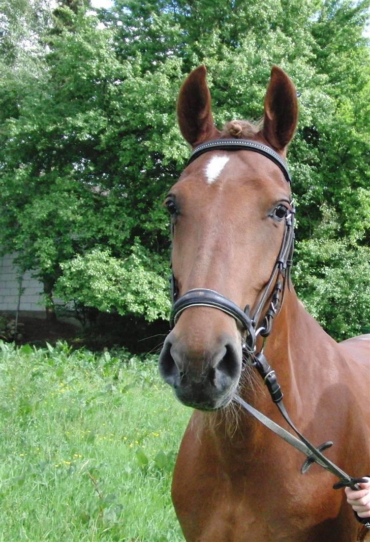 Anden særlig race Chili [Rider ikke mere] billede 10
