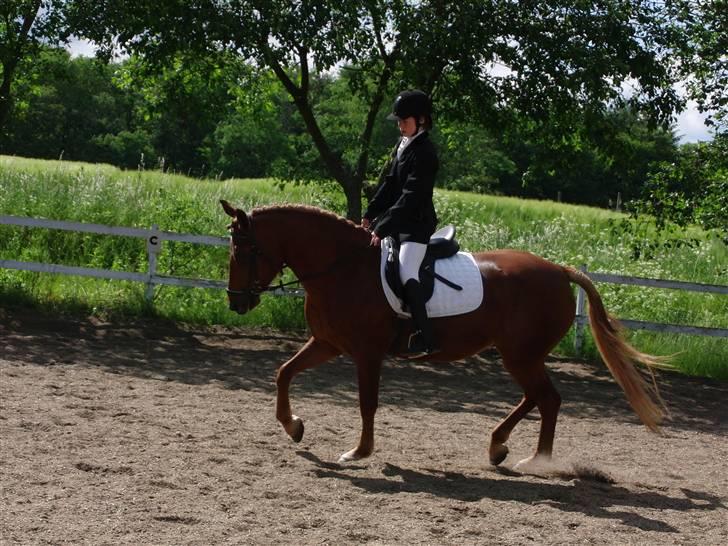 Anden særlig race Chili [Rider ikke mere] billede 11