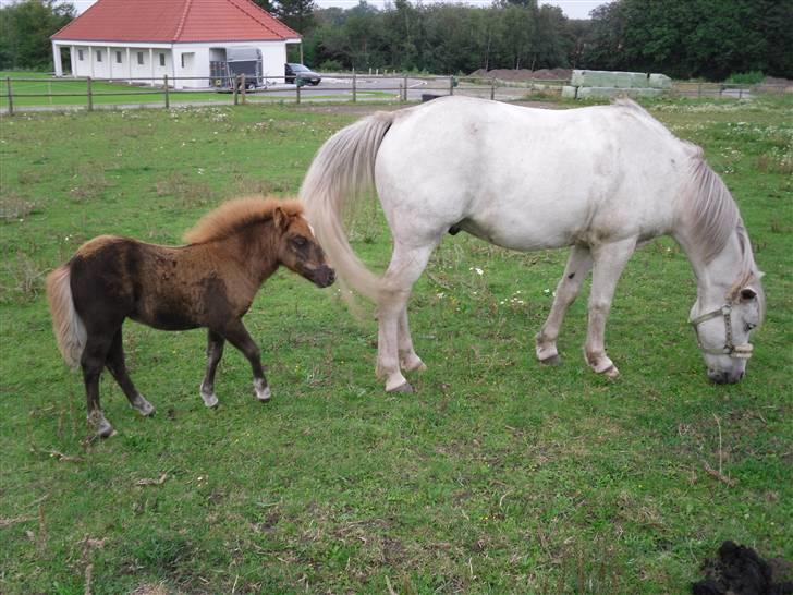 Shetlænder Stjerne<´3  - Stjerne render efter sin nye ´´far´´ :D Foto: Mig billede 8