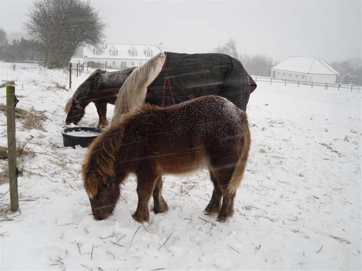 Shetlænder Stjerne<´3  - På fold i snestorm! Foto: Mig billede 9