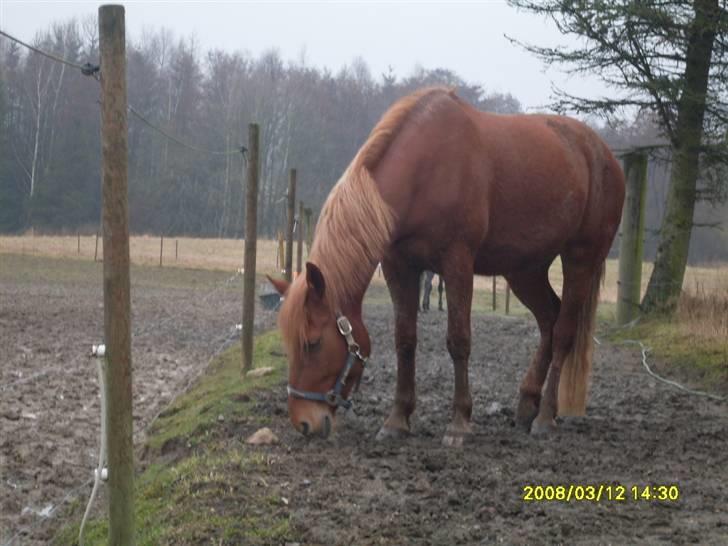 Anden særlig race Chili [Rider ikke mere] billede 12