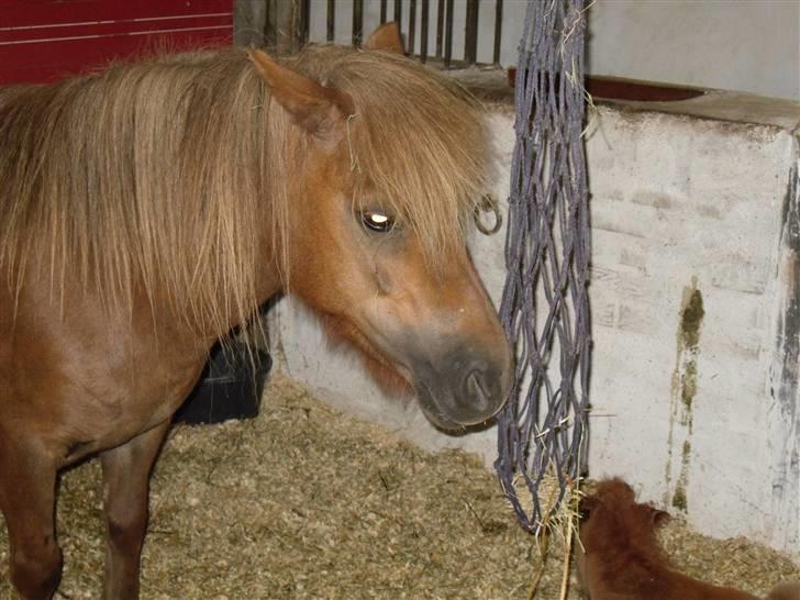 Shetlænder Anja <´3 - Anja har lige folet. Nuurh, en træt lille ponze. billede 7