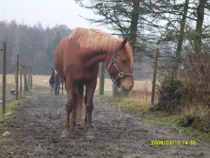 Anden særlig race Chili [Rider ikke mere] billede 13