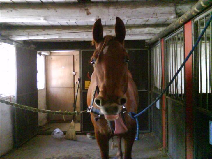 Anden særlig race Chili [Rider ikke mere] billede 14