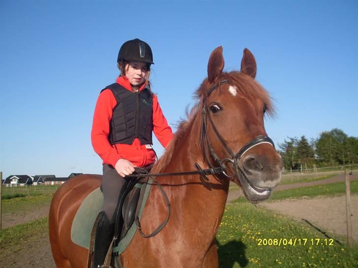 Anden særlig race Chili [Rider ikke mere] billede 15