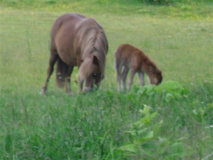 Shetlænder Anja <´3 - Anja på fold første gang efter foling:) billede 8
