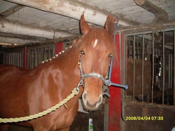 Anden særlig race Chili [Rider ikke mere] billede 16