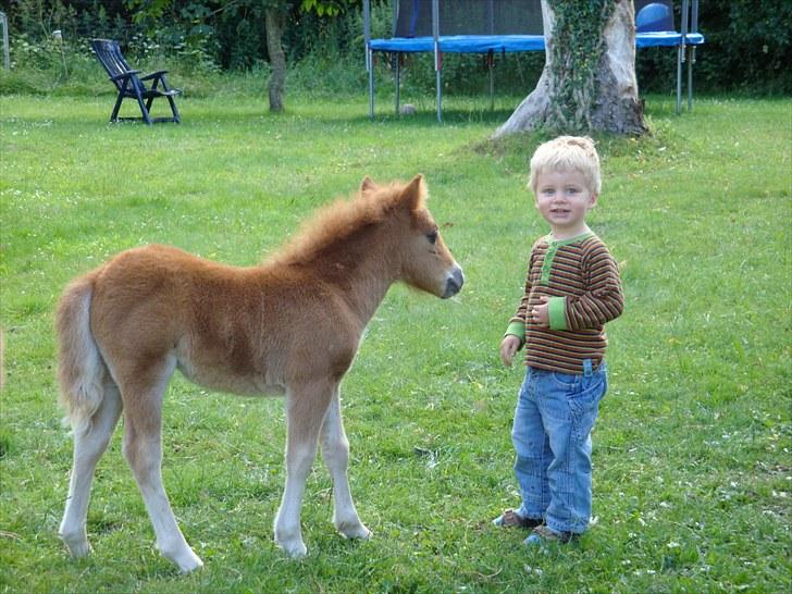 Shetlænder Stjerne<´3  - Stjerne og min lillebror Asbjørn igen! :´) Foto: Mig billede 11