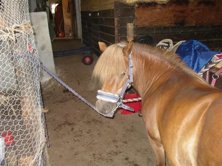 Shetlænder Anja <´3 - Anja er lige blevet striglet:) billede 9