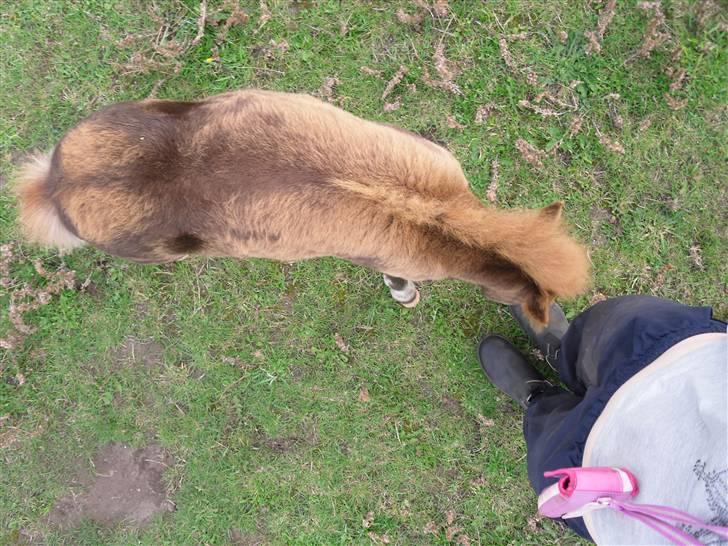 Shetlænder Stjerne<´3  - Stjerne oppe fra:D hun bider i mine bukser s: :) Foto: Mig billede 12
