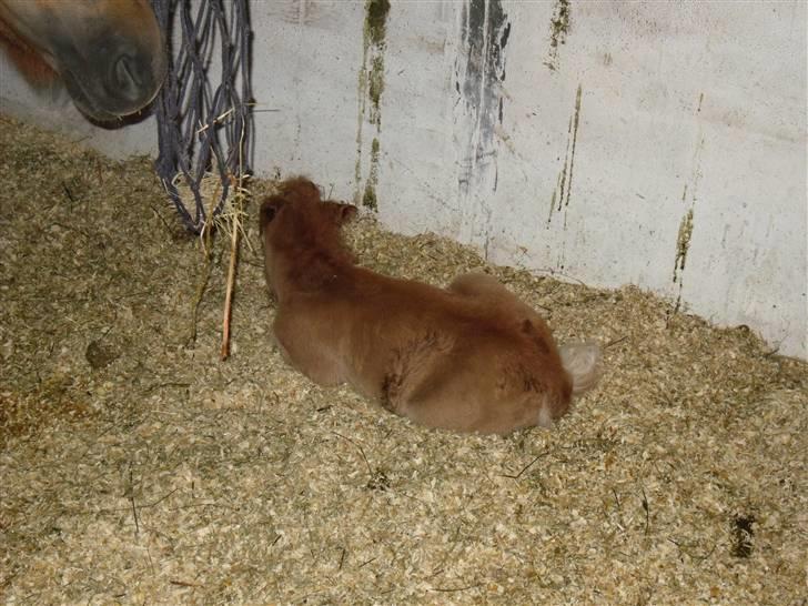 Shetlænder Stjerne<´3  - tager en lille lur efter man liget er blevet født (: Foto: Mig billede 13