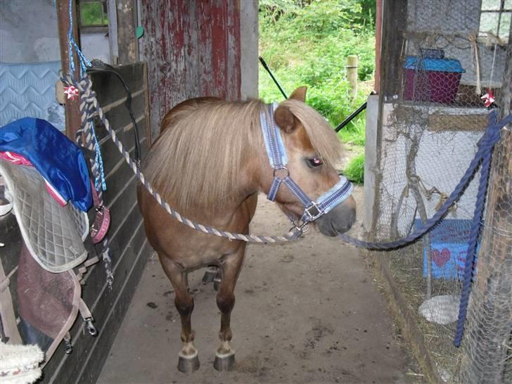 Shetlænder Anja <´3 - i stalden. billede 10