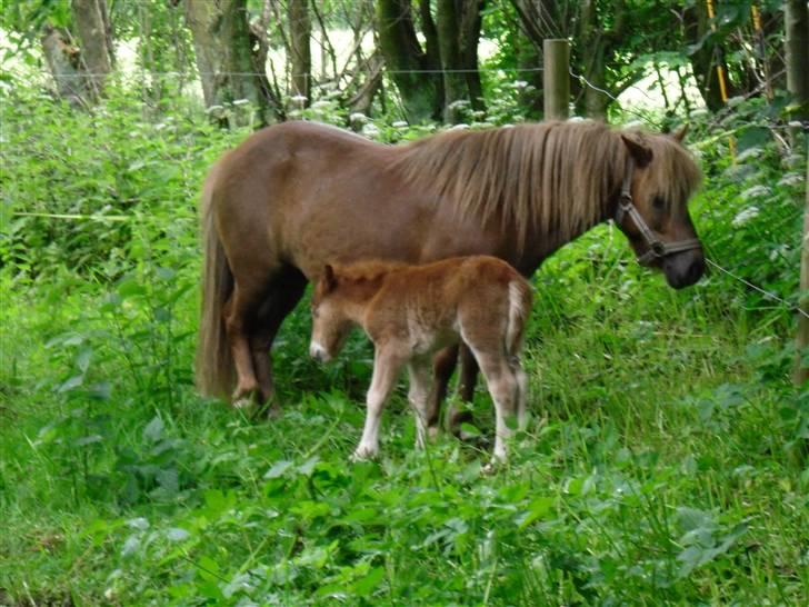 Shetlænder Stjerne<´3  - tager sig en lille lur mens man står op. (igen anden gang på fold) Foto: Mig billede 14