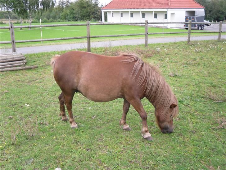 Shetlænder Anja <´3 - på fold d. 23/8 09 tykke pony! <3 billede 11