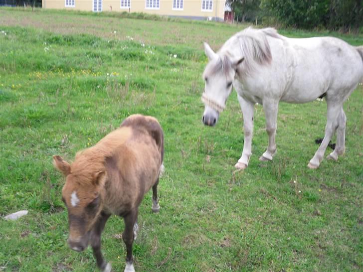 Shetlænder Stjerne<´3  - HA! ´´far´´ nu er det mig der bestemmer vejenxD Foto: Mig billede 15