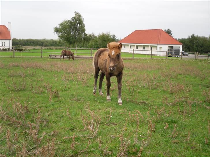 Shetlænder Stjerne<´3  - Stjerne på fold i sommers tihi Foto: Mig billede 16