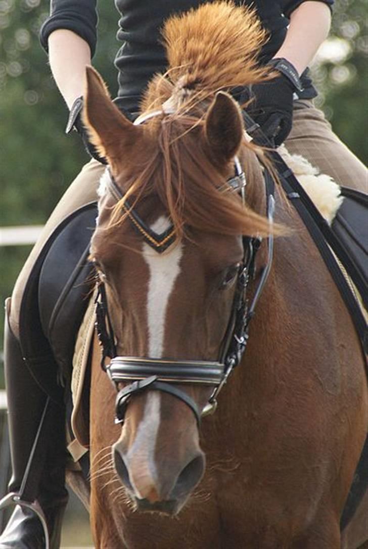 Sportsaraber (A) Valodias Duchess**SOLGT** billede 18