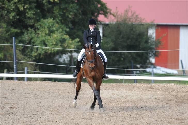 Dansk Varmblod Robin Hood billede 13