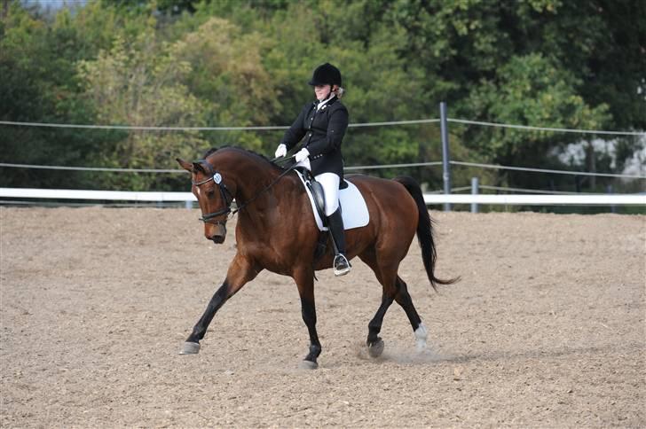 Dansk Varmblod Robin Hood billede 14