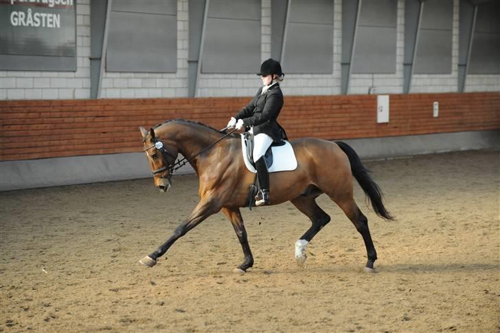 Dansk Varmblod Robin Hood billede 15