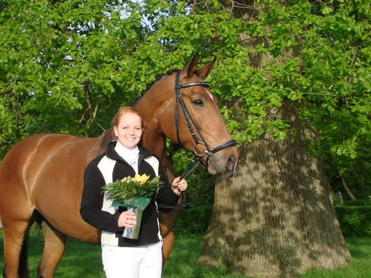 Dansk Varmblod Robin Hood billede 16