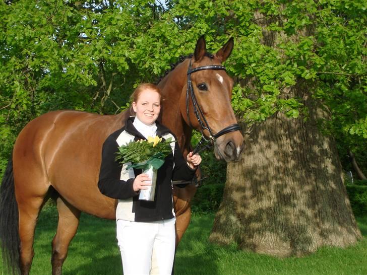 Dansk Varmblod Robin Hood billede 17