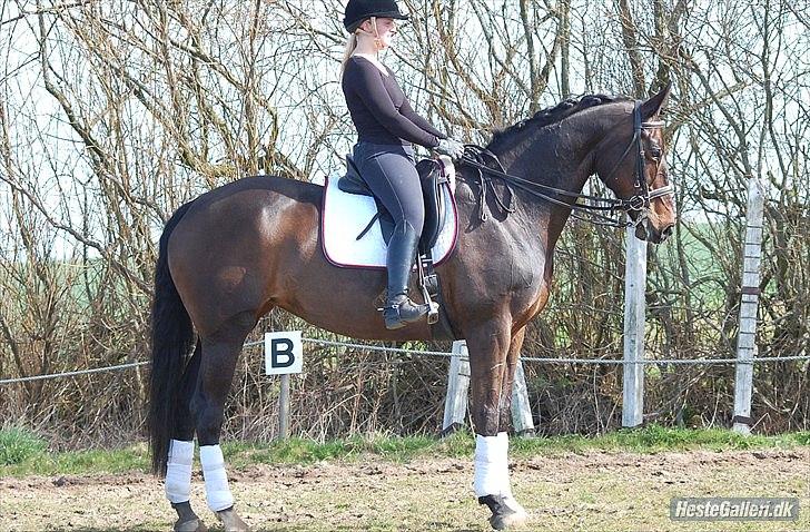 Dansk Varmblod Michel Årup *solgt* - fotograf: Julie W billede 11