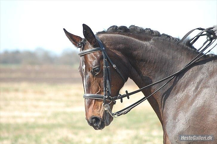 Dansk Varmblod Michel Årup *solgt* - fotograf: Julie W billede 12