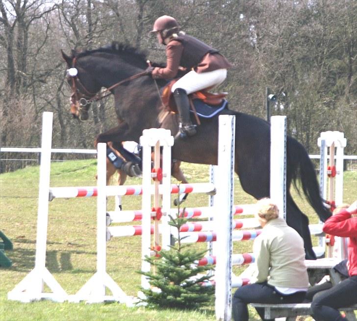 Dansk Varmblod Michel Årup *solgt* - LA billede 13