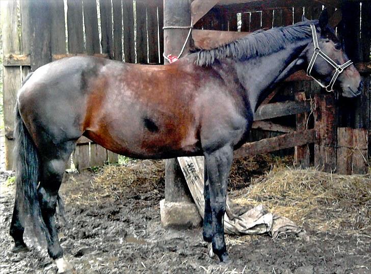 Dansk Varmblod Michel Årup *solgt* - smukke smukke!! billede 14