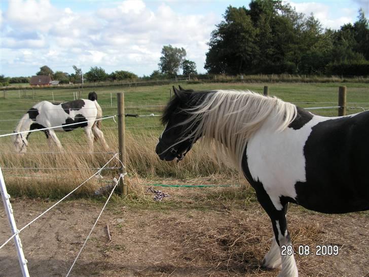 Tinker Royal Sascha billede 1