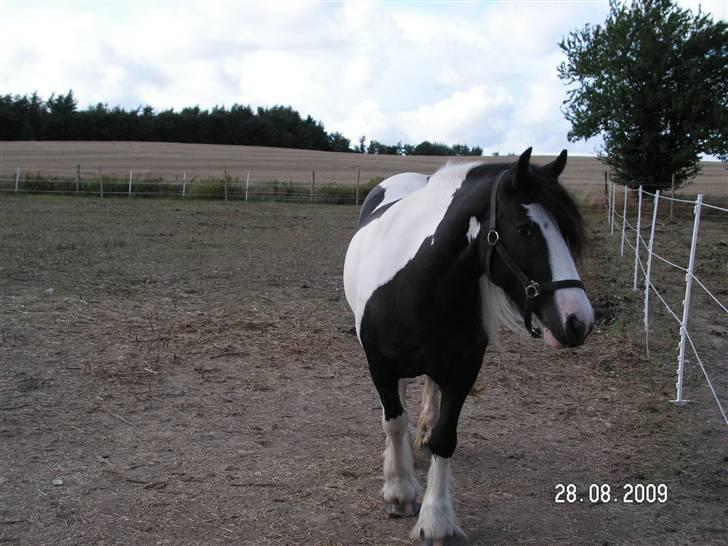 Tinker Royal Sascha billede 2