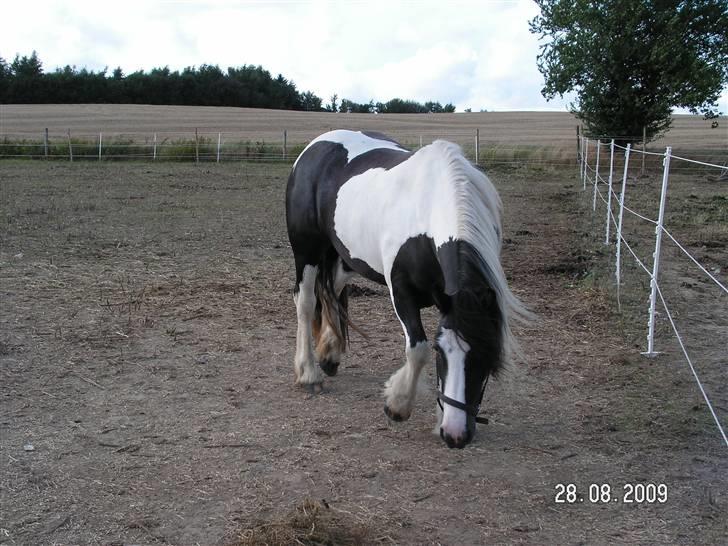 Tinker Royal Sascha billede 3