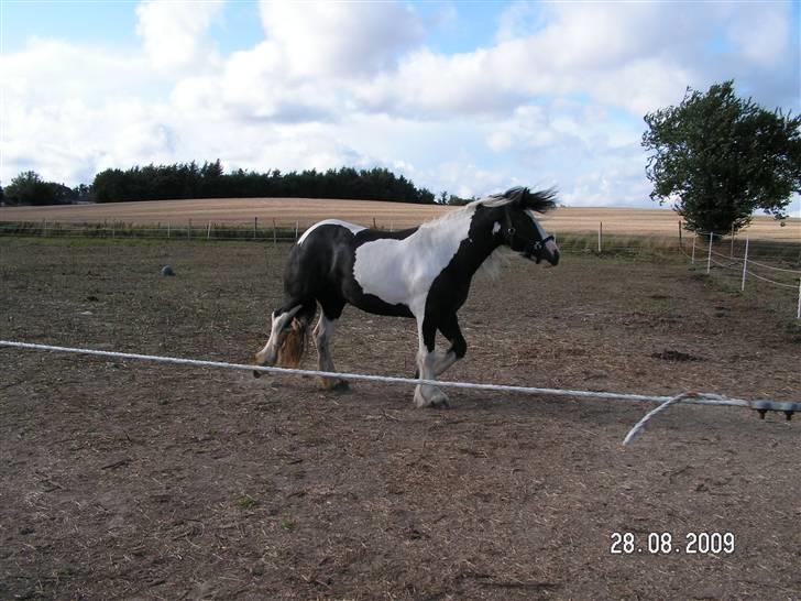 Tinker Royal Sascha billede 4