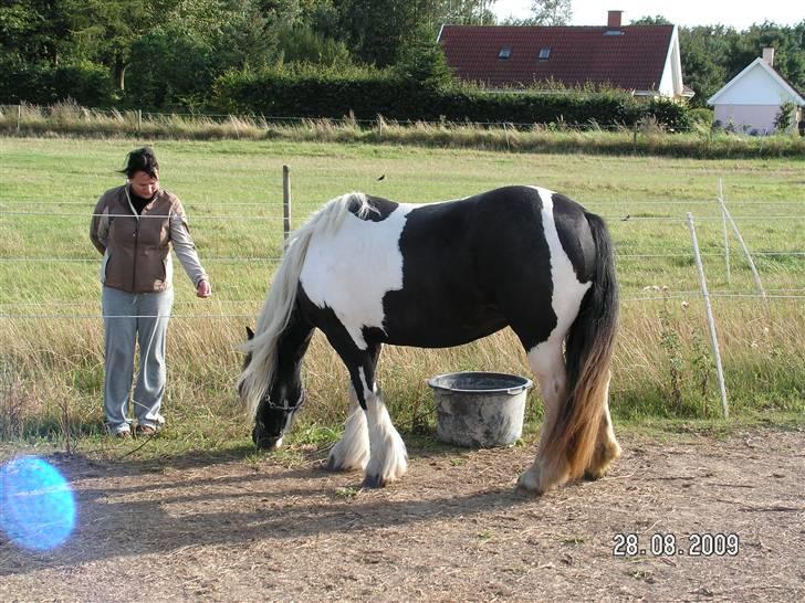 Tinker Royal Sascha billede 5