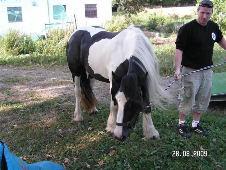 Tinker Royal Sascha billede 7