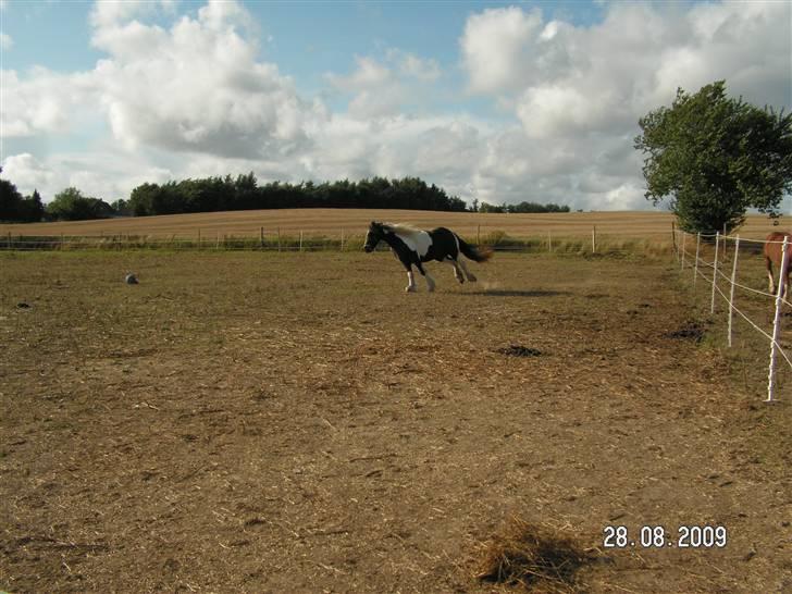 Tinker Royal Sascha billede 8