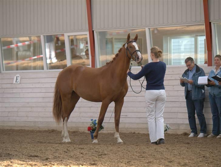 Frederiksborg magic star - Ringsted 2 års billede 11
