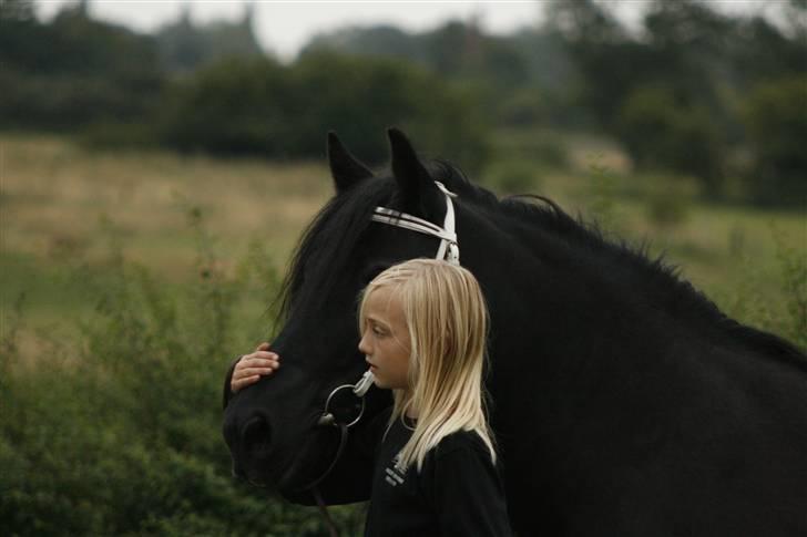 Fell pony Tunstall Jade billede 16