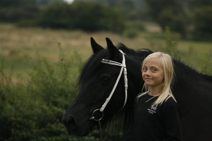 Fell pony Tunstall Jade billede 17