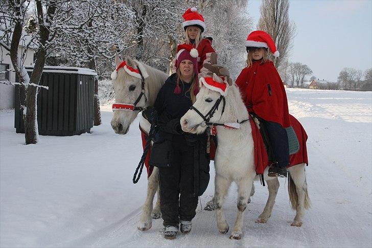 Anden særlig race Fenella - fenella 30år og still going strong, på juletur med min yngste datter anemone på ryggen billede 14