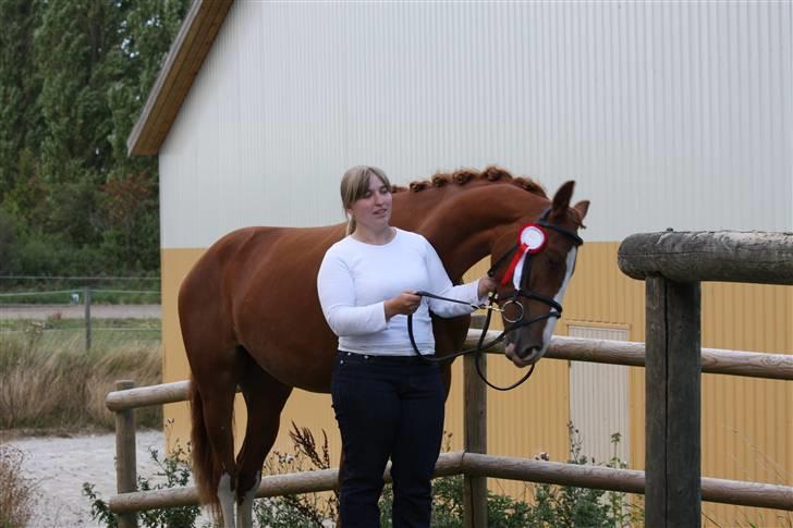 Frederiksborg magic star - hjemme igen efter en hård dag til 2 års billede 13