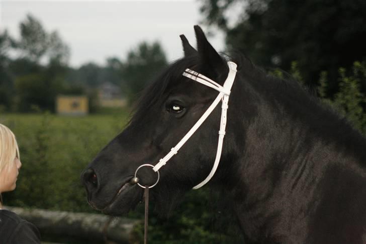 Fell pony Tunstall Jade billede 18