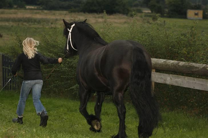 Fell pony Tunstall Jade billede 19