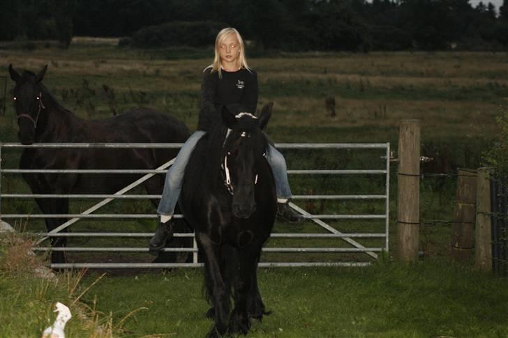 Fell pony Tunstall Jade billede 20