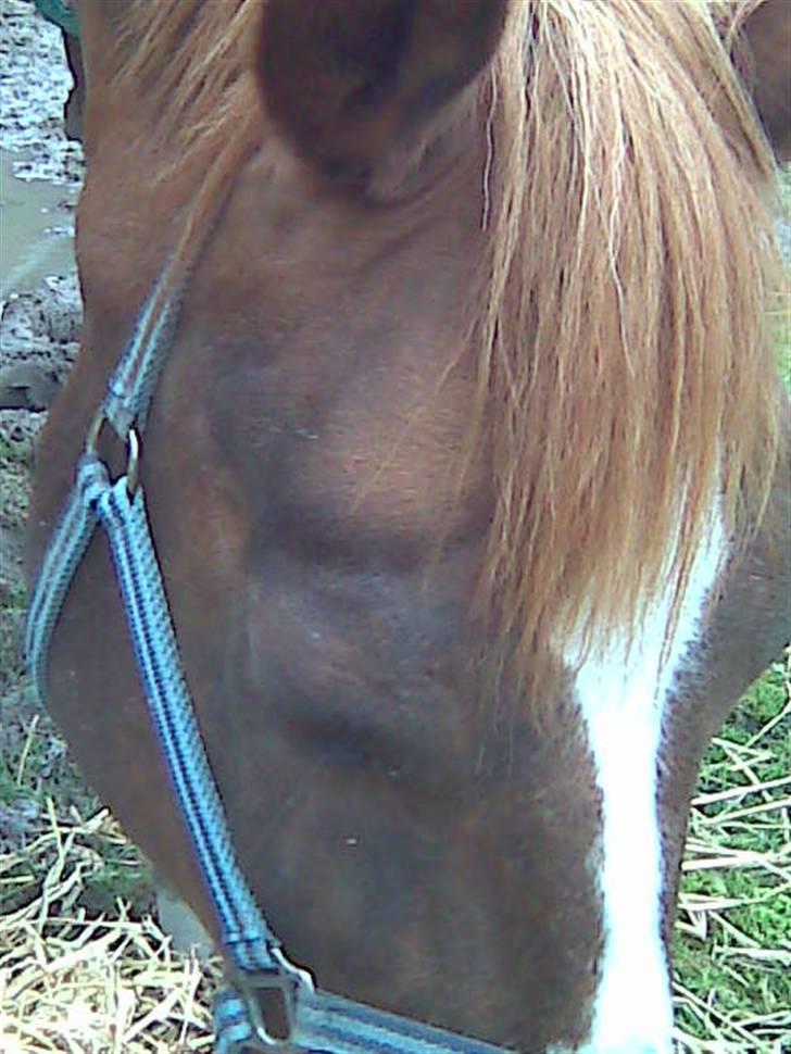 Dansk Varmblod Gaross billede 18