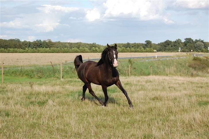 Arabisk fuldblod (OX) Kenzo *plejebarn pony* billede 7