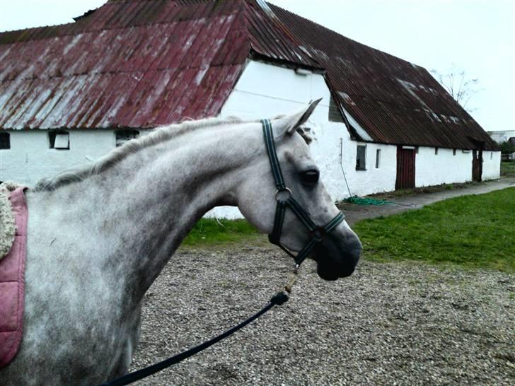 Arabisk fuldblod (OX) Farasha Al-Sahra † <3 - hun er meget bange for en stor sten, første gang hun går forbi., så vi benytter lejligheden, til at tage et super godt billede . tak Jeanette <3 billede 1