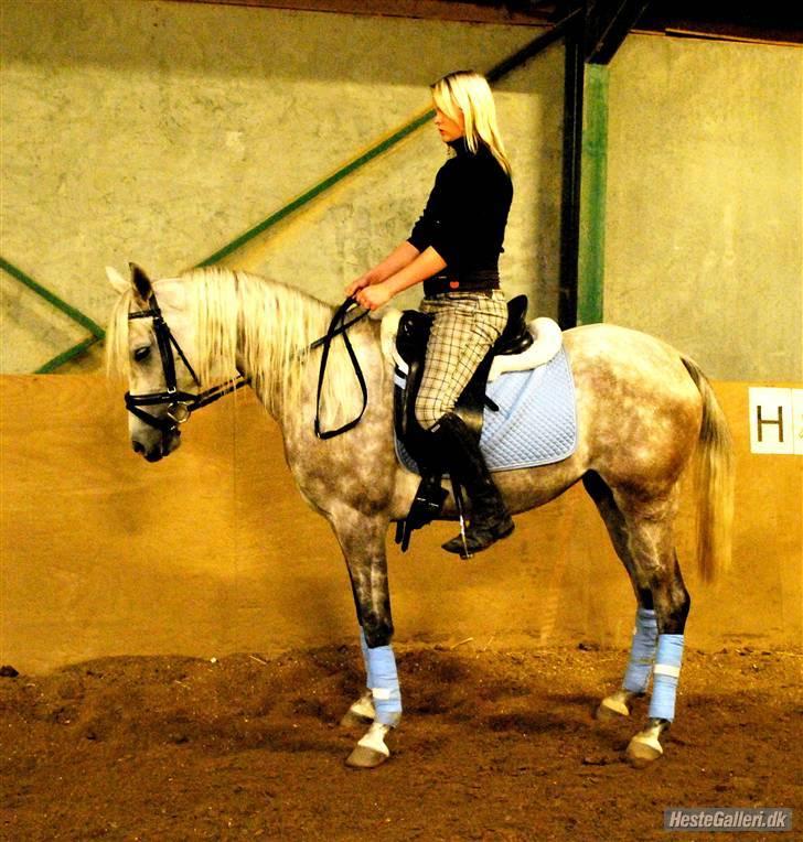 Arabisk fuldblod (OX) Farasha Al-Sahra † <3 - Jeanette´s mobil er egentlig meget inteessant :P  billede 2