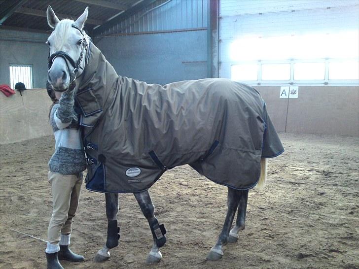 Arabisk fuldblod (OX) Farasha Al-Sahra † <3 - første gang hun havde dækken på., hun gik helt amok. skøre tøs billede 3